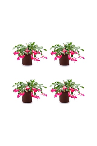 4 Adet Pembe Yılbaşı Çiçeği Bitkisi 15-30cm Saksılı Poinsettia