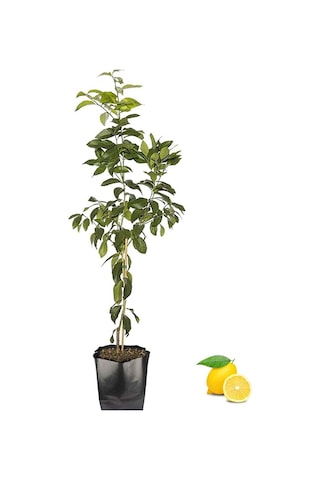 Aşılı Bodur Yediveren Mayer Limon Fidanı Torbada 3 Yaş 80 - 90 CM