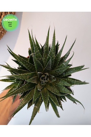 Aloe Aristata Sukulent 1 Adet