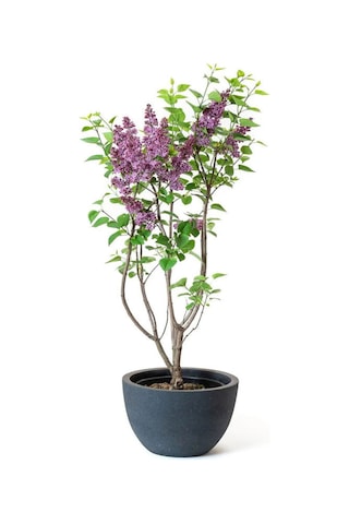 Leylak Çiçeği Fidanı 1 Adet Saksılı/tüplü 30-60cm Behçe Peyzaj Bitkisi