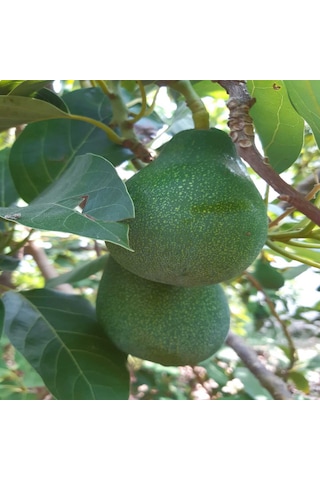 Avokado 48 Adet 250 Gr Üstü