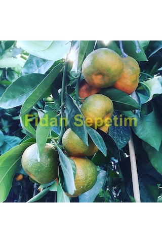 3 Yaş Aşılı Satsuma Mandalina Fidanı