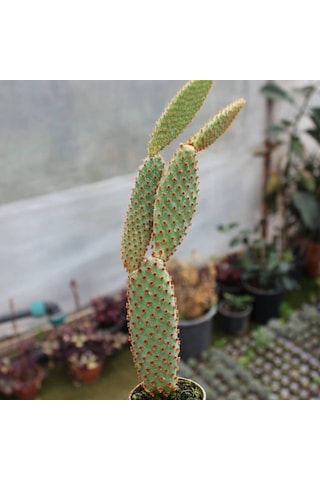 Tavşan Kaktüs / Sarı Dikenli opuntia Microdasys Albata . 5.5 Cm