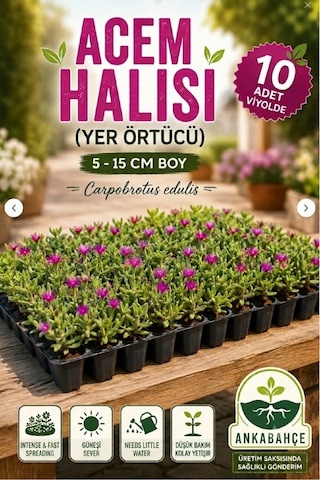 Asteriks Mezar Üstü Bitkisi 10 Adet Acem Halısı Asteriks Mezar Üstü Bitkisi 10 Adet Acem Halısı