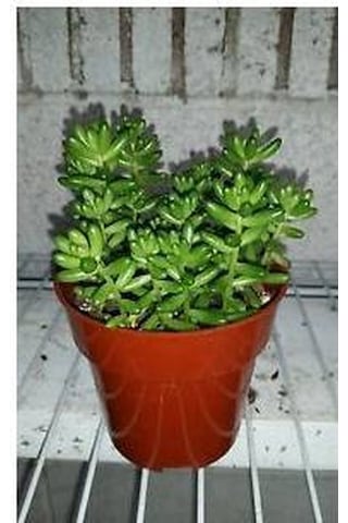 Sedum Rubrotınctum 180 Adet - Teraryum İçin Sukulent Yer Örtücü B