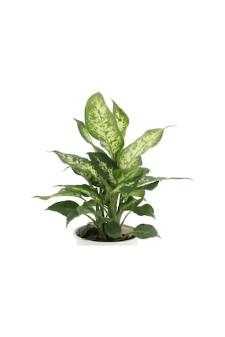 Difenbahya Dieffenbachia Camilla Compacta Yeşil