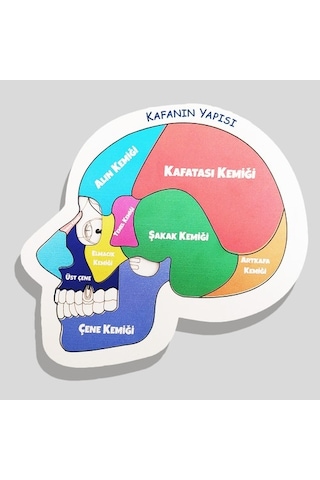 Moon Beavers Kafanın Yapısı Ahşap Eğitici Oyun