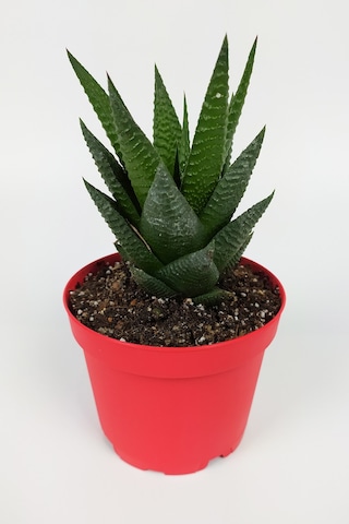 Haworthia Limifolia Sukulent 8.5 Cm Kırmızı Saksıda Büyük Boy