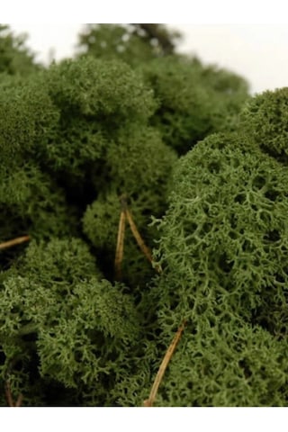 Reindeer Moss Dark Şoklanmış Norveç Yosunu 250gr