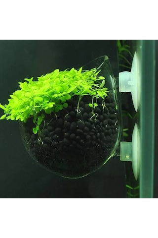 Yaleker Akvaryum Bitki Kabı - Cam Saksı İle Doğal Dekor Ve Oksijen Artışı