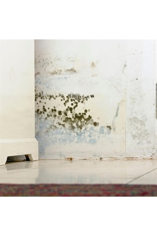 Miss Flora Nem Alıcı Yedek 450 G 6 Adet