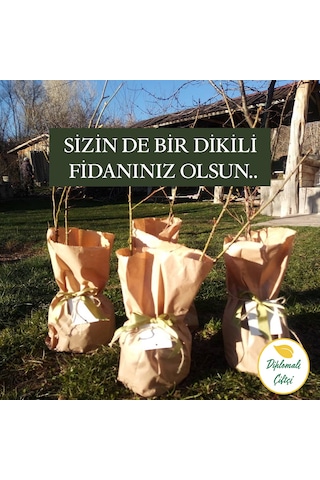 Gül Fidanı Gül Fidesi Isparta Gülü Fidanı Isparta Gülü Fidesi