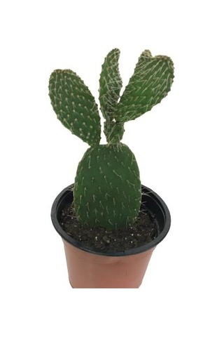 İncir Kaktüs (Opuntia Ovata)