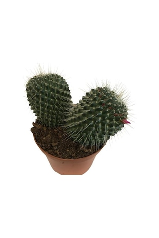 Mammillaria Spinosissima - Büyük Boy 14lük Saksıda Ürün