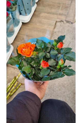 Rosa Gül Turuncu