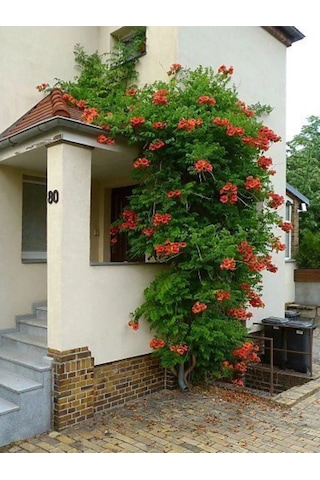 Acem Borusu Sarmaşığı Fidanı Campsis Radicans - 1-2 Yaş, 20-40 Cm, Bahçe Ve Çit Bitkisi