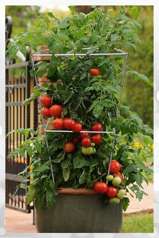 10 Adet Domates Teli 74 Cm Domates Kafesi Bitki Desteği