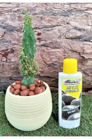 Bitki Besini 3' lü Set Genel Bitki Besini Kaktüs Sukulent Besini