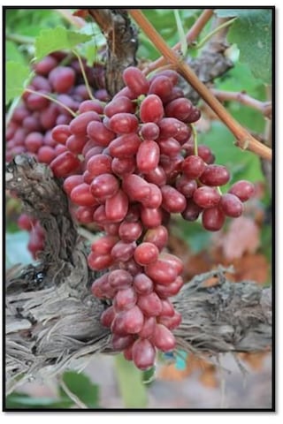 Bahçevilya Black Finger Kırmızı Siyah Üzümü 1-2 Yaş Arası Tüplü