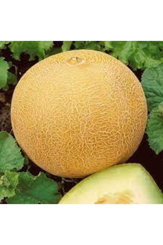 40 Adet Tohum Ananas Kavunu Kokulu Kavun Tohumu Bal Kavun Tohumu Sürpriz Hediye Sebze Tohumu