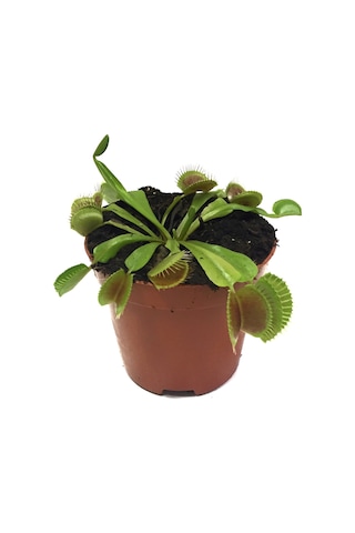 Dionaea Muscipula (Sinek Kapan Bitkisi) Ø8,5 CM Y0-10 CM