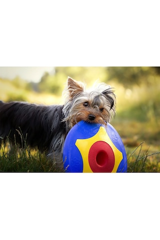 Trotto Disk Köpek Oyuncağı Renkli