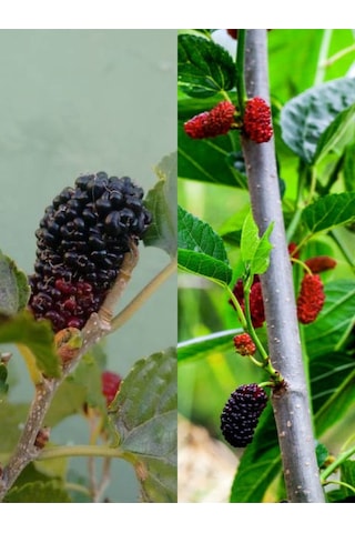 Videolu Ters Paraşüt Dut 90 110 Cm 1 Adet Tüplü Meyve Ağacı Mulberry Tree