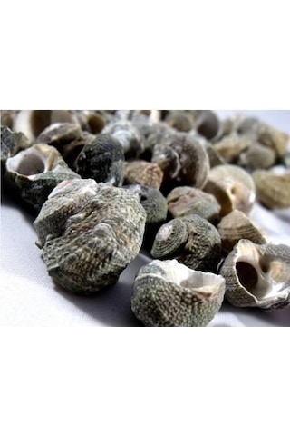 %100 NATUREL DOĞAL GERÇEK DENİZ KABUĞU 500 Gram -MMM4760