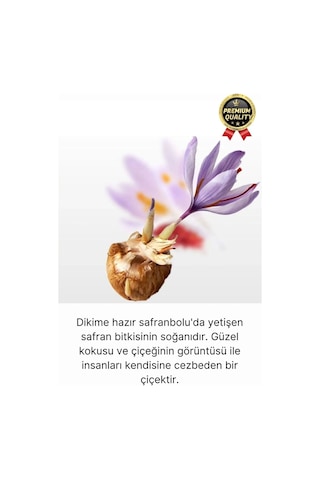 Özel Yerli Üretim Dikime Hazır Büyük Boy 1. Kalite Efsane Safranbolu Safran Soğanı Bitkisi - 1 Adet
