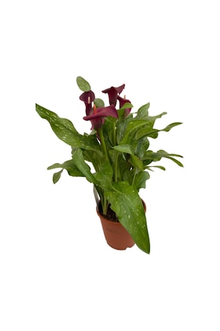 Gala Gelin Çiçeği Kırmızı 15-25 Cm