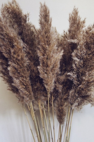 Dekoratif Natural 7'li Pampas Doğal