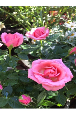 Avantajlı Kokulu Pembe Gül Yediveren 1 Adet Saksılı 50-70cm Aşılı Gül Pink Rose