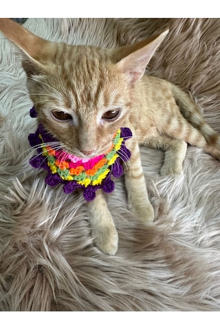 El Örgüsü Renkli Kedi Köpek Tasma Giyim Aksesuarı