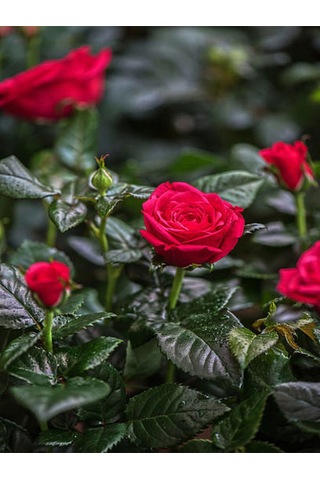 Videolu Özel Seri Gül Fidanı Kırmızı Renk 30 40 Cm 1 Adet Aşılı Gül Red Rose