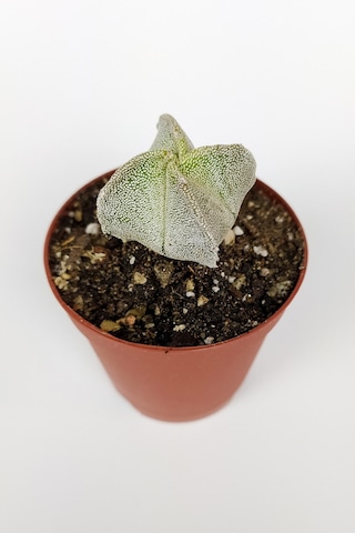 4 Lü Astrophytum Özel Tür Kaktüs Seti 5.5 Cm Saksıda