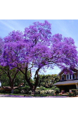 Mor Çin Kavağı Kiri Paulownıa Tomentosa Tohumu 50 Adet