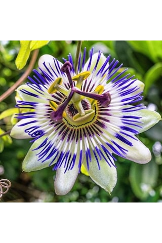 Passiflora Çiçeği Tohumu 5+ Tohum Çarkıfelek Çiçeği Tohumları Saksı Ve Bahçe Yetiştiriciliğine Uygu Diğer