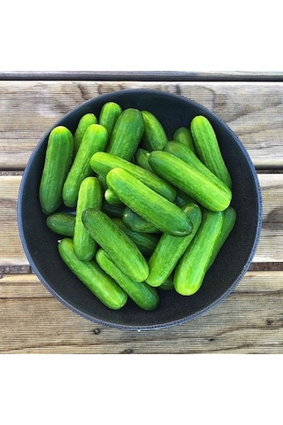 Salatalık Yetiştirme Seti