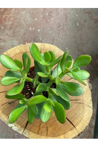 Crassula Ovata Para Çiçeği Fidanı 10-20 Cm
