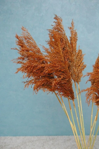 Alyones 8'li Büyük Demet Pampas Turuncu 100cm Boyunda Diğer