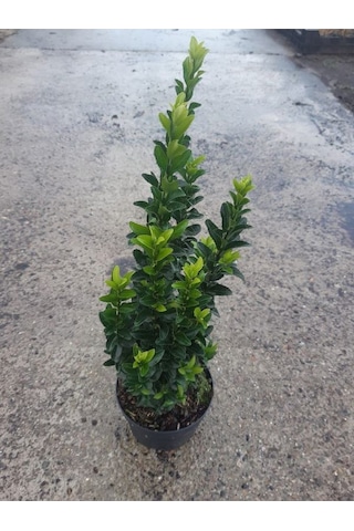 Çit İçin Uygun Yeşi Renk Taflan Fidanı 30-40cm 4 Adet Saksılı Bahçe Bitkisi
