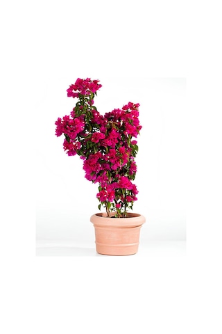 Pembe Renk Gelin Begonvil Çiçeği 40-80 Cm+ Altuni Taflan Çit Bitkisi 2 'li Set