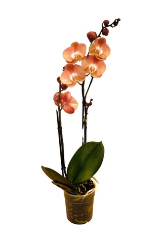 Phalaenopsis 'Suki' (Turuncu Orkide) Ø12 CM H70-80 CM