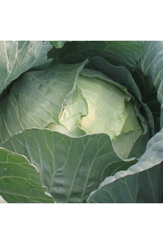 Yalova Lahana Tohumu