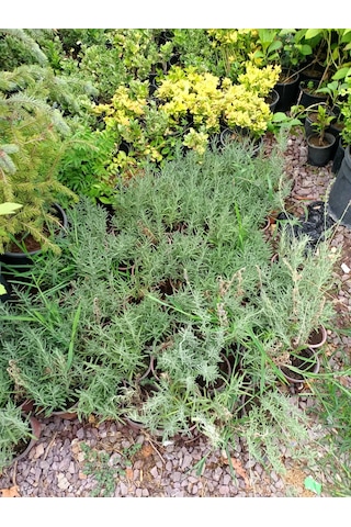 Yeşil Deniz Fidancılık Tüplü Lavanta Fidesi 20-30 Cm 5 Adet