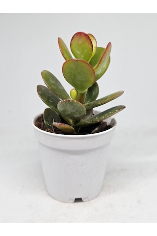 Crassula Ovata Sukulent-8691993070103