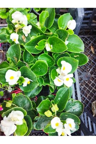 3 Adet Dış Mekan Çiçekli Bodur Begonya Begonia Cucullata