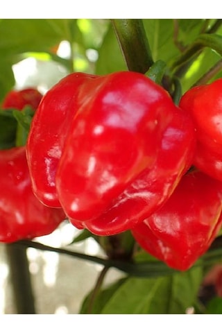 Rocotillo Pepper / 2500 Scoville - Gerçek Taze Acı Biber