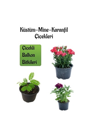 Küstüm Çiçeği 1 Adet 8/10cm +kırmızı Karanfil Çiçeği 10-15cm+mor Mine Çiçeği 10-15cm