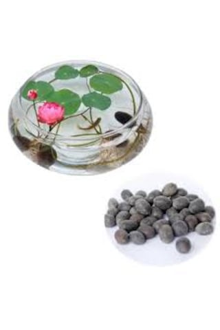 5 Adet Tohum Nadir Bulunan Karışık Kase Lotus Çiçeği Tohumu